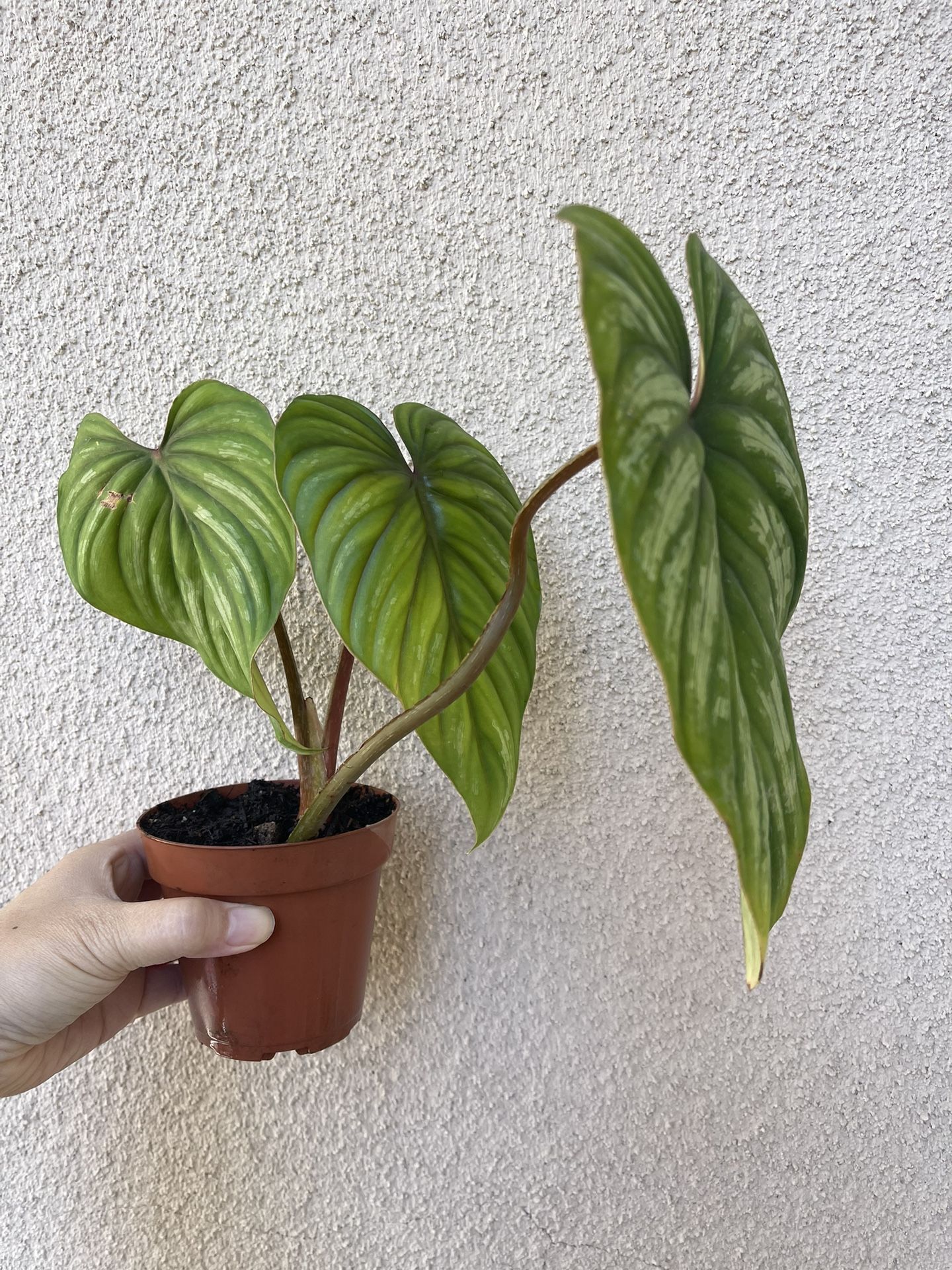 Philodendron Plowmanii Plant