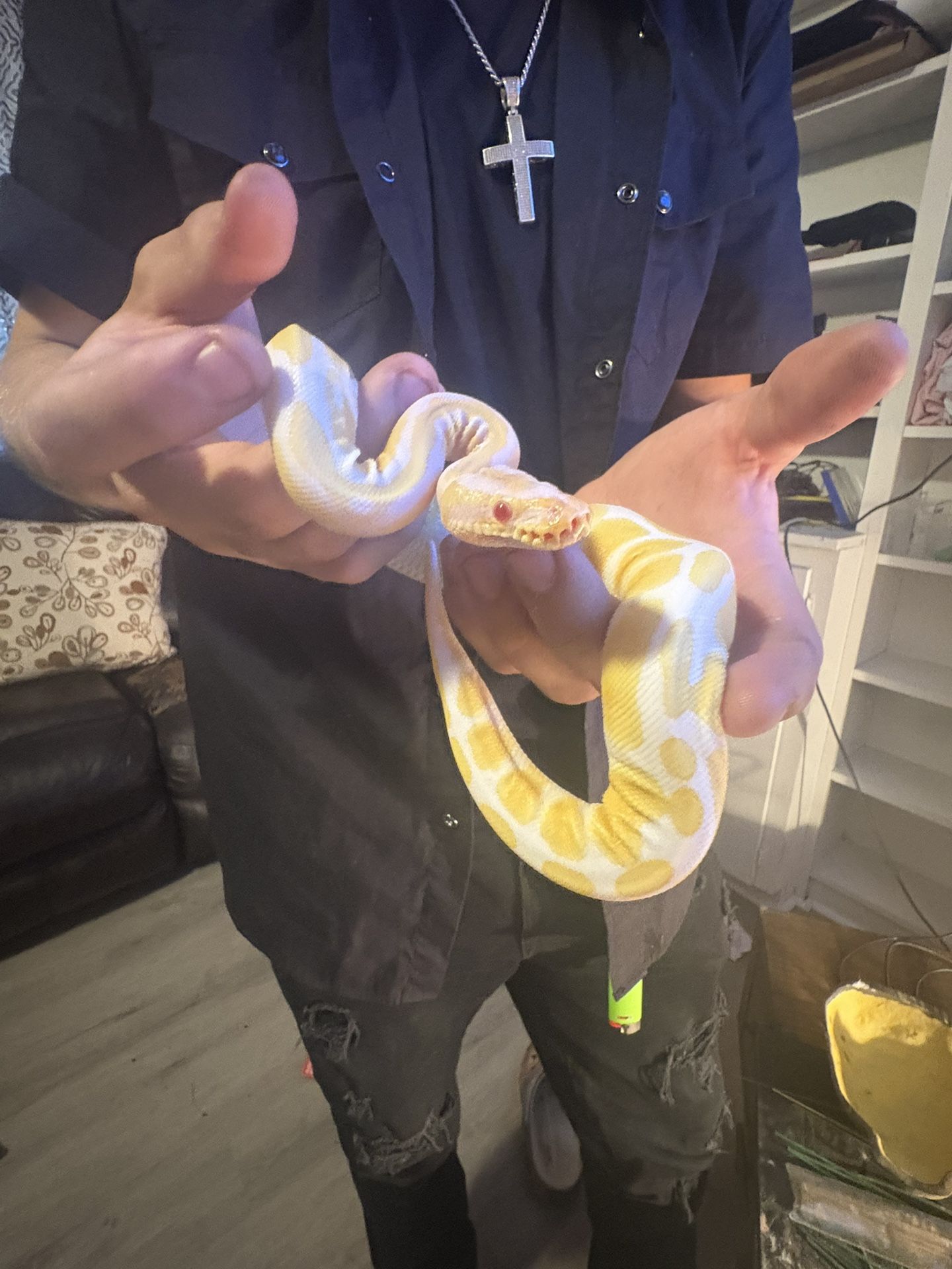 Ball Python Healthy Comes With Tank Hide And Water Dish 