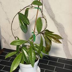 Hoya Pubicalyx 'Splash