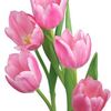 Tulips Closet