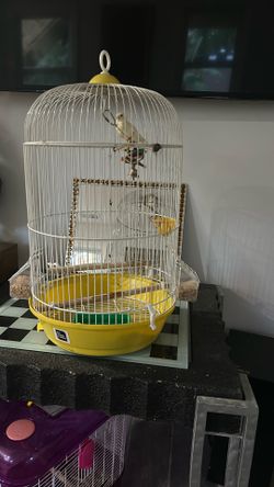 Bird Cage 