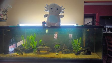 Fish tanks for axolotls