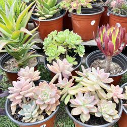 Variety Of Succulents Plants 