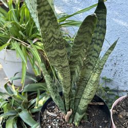 Planta 