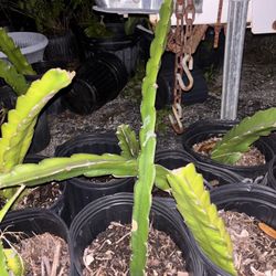 Dragonfruit Cactus Rooted Sections