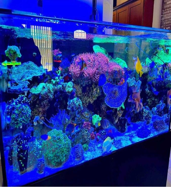 base others Top Fish Tank Setup – Great Design and Quality