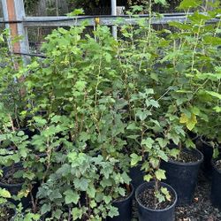 RED FLOWERING CURRANT ‘RIBES SANGUINEUM’