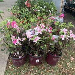 Azalea shrubs encore
