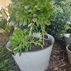 Large suculent pot.  2 types of Suculents. Pick up.
