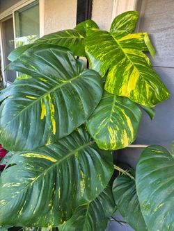 Giant golden pothos cutting - trade?