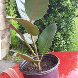 Organic Burgandy Rubber Tree 40"