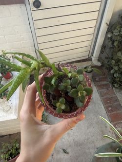 Aloe Vera and Succulent Plant in Pink Glass Pot