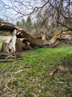 Elm tree