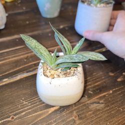 Variegated Graptoveria 