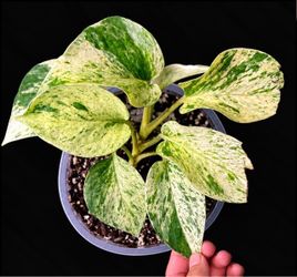 Snow Queen Pothos – Highly Variegated