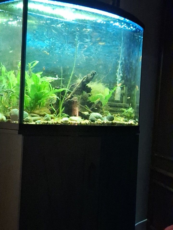 36 Gallon Bowfront Aquarium With Stand And Supplies