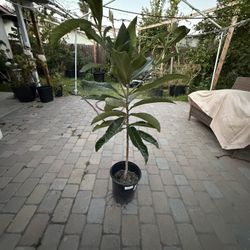 Loquat For Sale