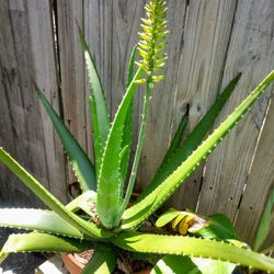 Large Aloe 
