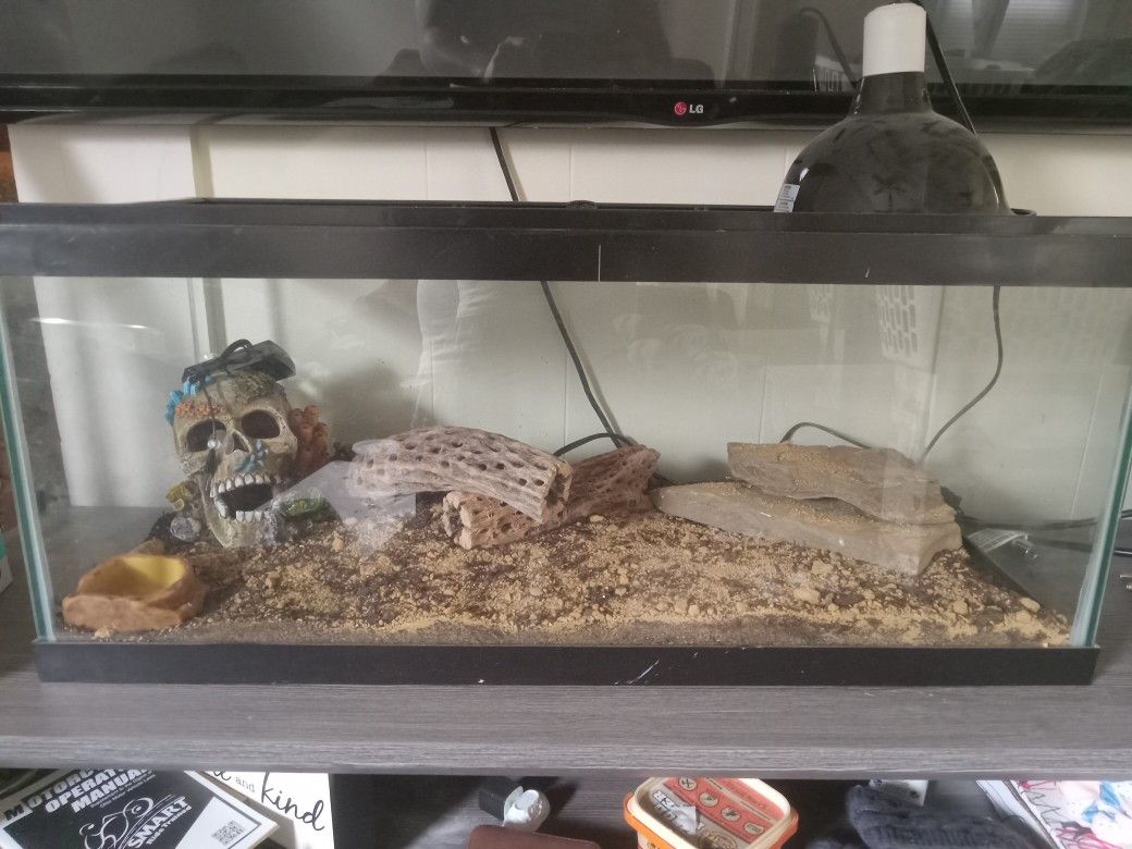 Lizard 🦎 Tank
