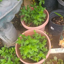 Plantita De Yervabuena