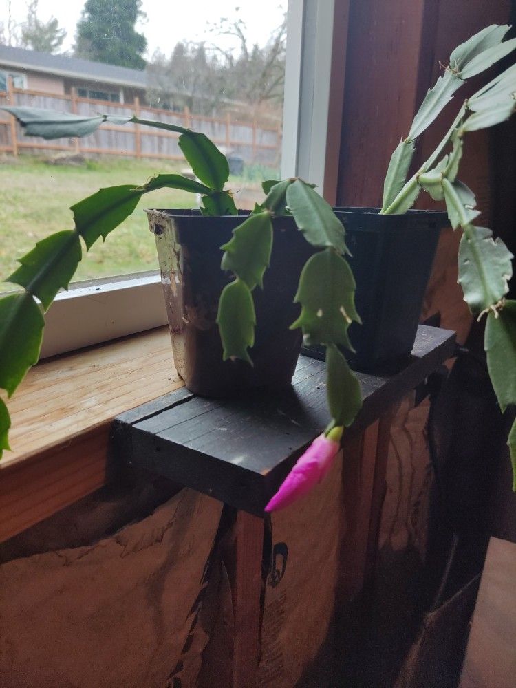 Christmas Cactus Plants