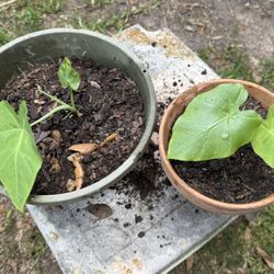 Thai land giant Plant.  $20 Each. 