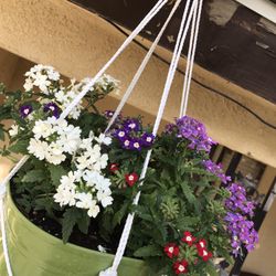 Hanging Pot With Flowers 