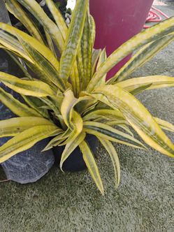 Sansevieria "Lauren" 3gl $15💛