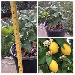 Dwarf Improved Meyer Lemon Grafted Fruit Tree 5 Gallon Pot Flowering Soon to Fruit