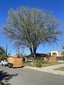 Tree Care