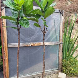 Fiddle Leaf Fig Plant 7ft Tall$20 Each