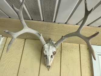 Deer Head