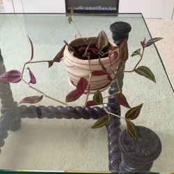 Tradescantia Live Indoor Plant In Small Ceramic Planter 