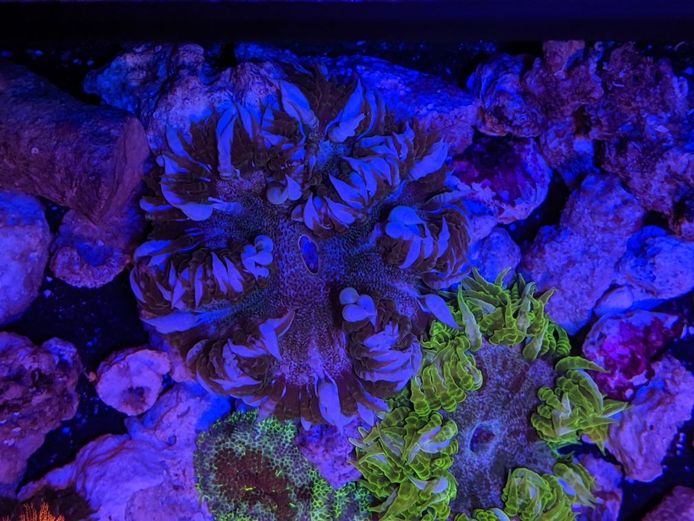 Rock flower Anemones saltwater corals fish tank decorations