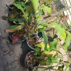 Free Queen of Night Plants