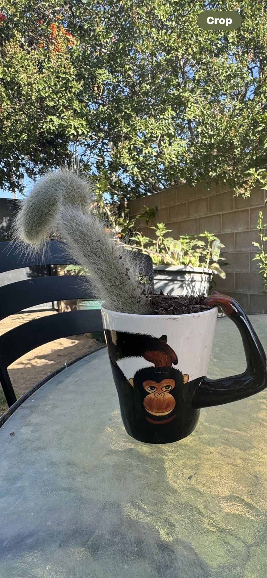 Monkey Tail