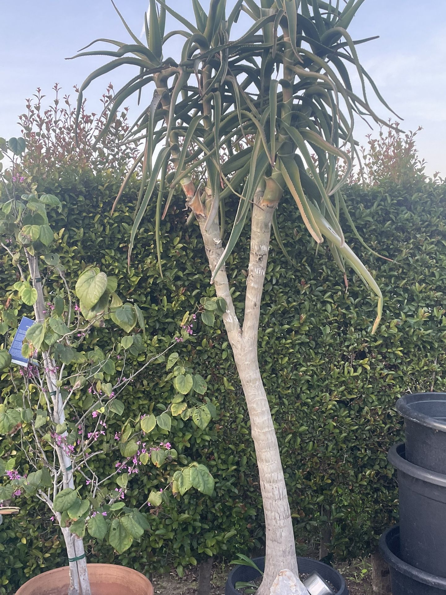Aloe Medusa Tree Plant