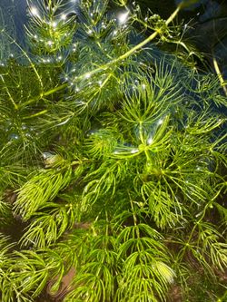 Hornwort “Ceratophyllum Demersum”