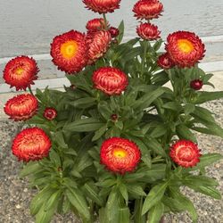 Strawflower Plant Blooming All Summer