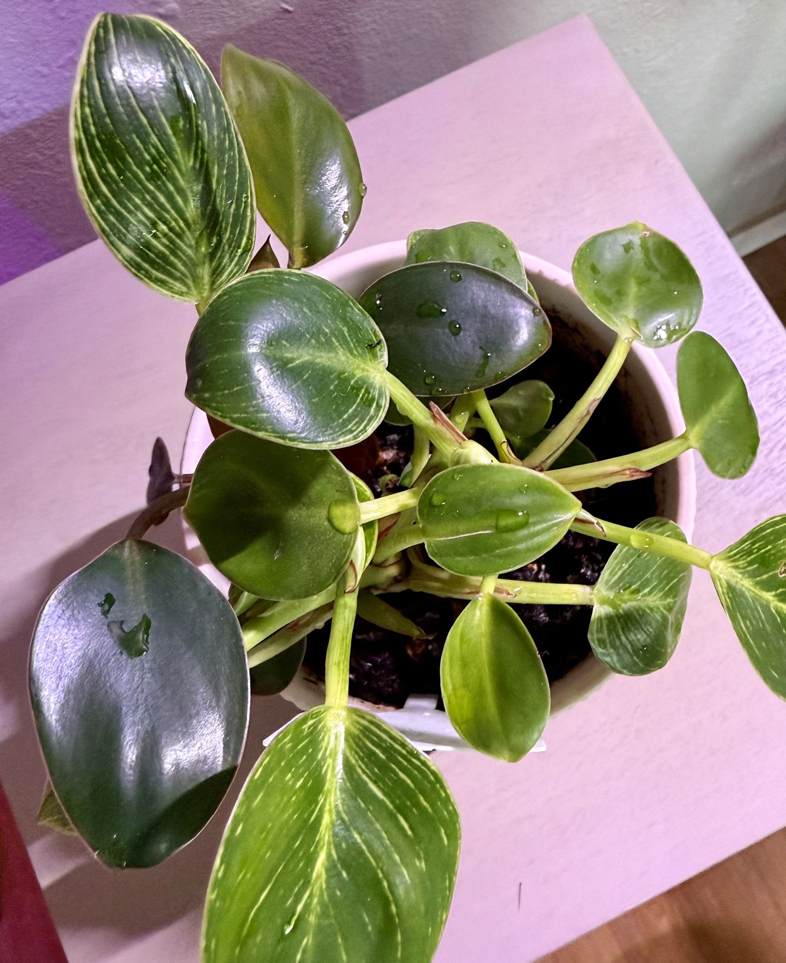 Philodendron 'Birkin' With Pink Pot
