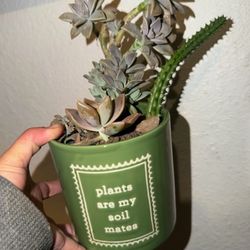 Purple ghost succulent