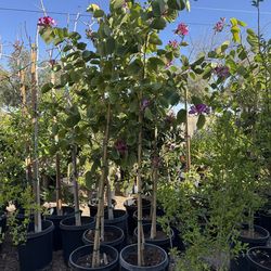 Orquídea hongon kong orchid