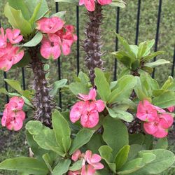 Crown Of Thorns/ Corona De Cristo/ Mother’s Day Gift