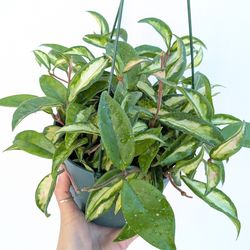 Hoya Carnosa Variegated Krimson Princess Plant 6" Pot - Indoor House Plants