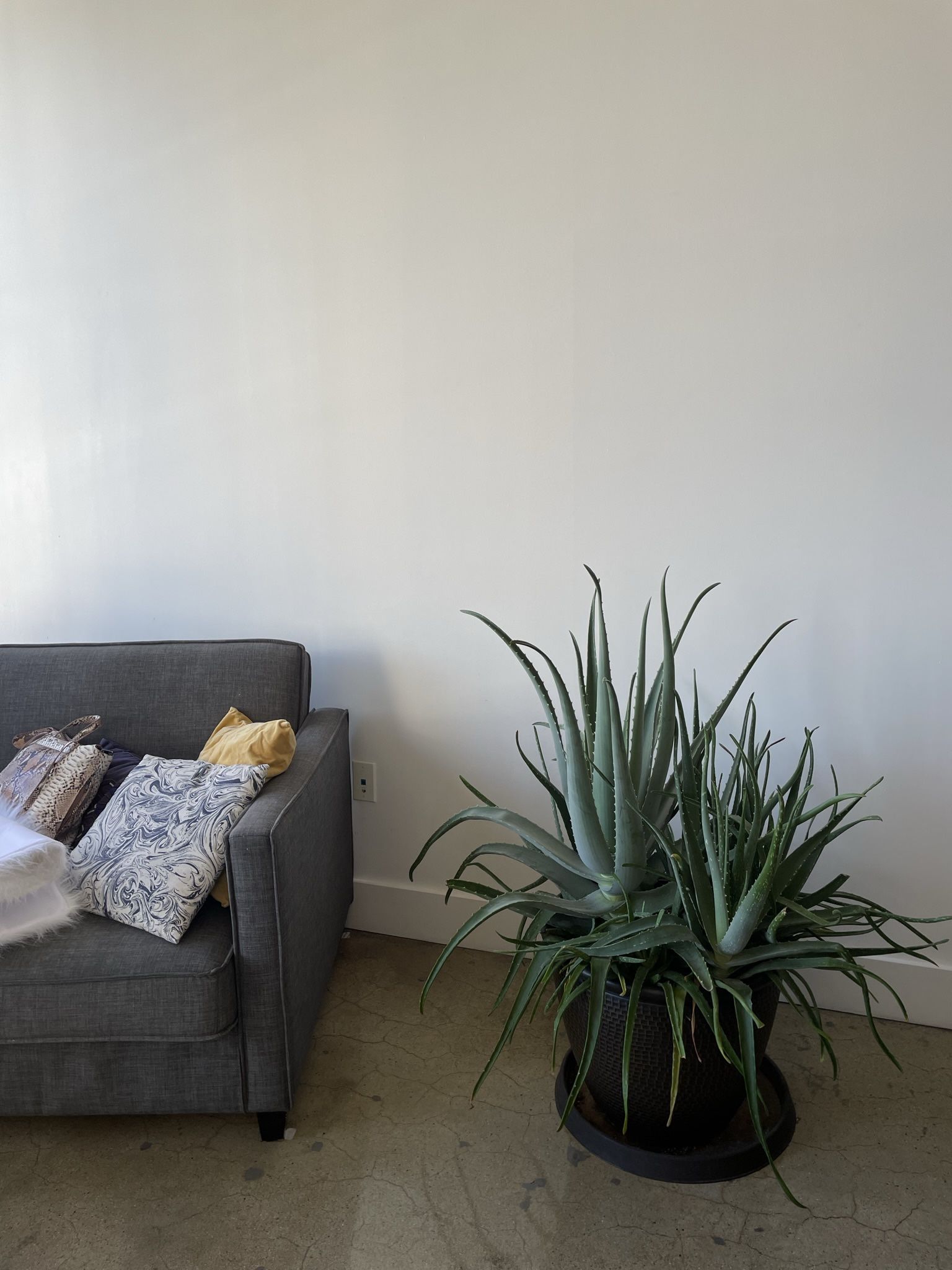 LARGE ALOE VERA PLANT/ POT INCLUDED Home & Garden