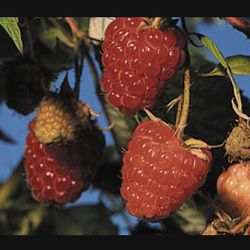 FREE Thornless Raspberry Starter Plants
