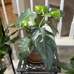 Live White Wizard Philodendron Plant With Ceramic Pot & Saucer (Please Read Full Description)