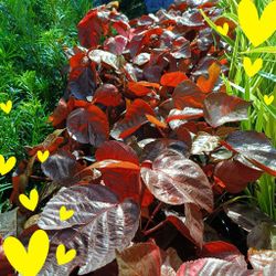 Beautiful Copper Leaf Plants 7gl $16