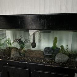 55gal Fish Tank 