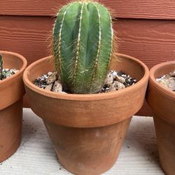 Cautos Una Colecciones De Cauctos Muy Bonitos 